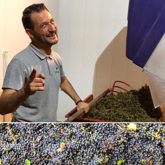 Vendanges euphorisantes en Provence !