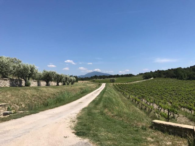 Vue sublime au Domaine du Chêne Bleu, dans le Vaucluse, lors d'un Wine Tour proposé par Mistral Tour, agence réceptive, en Provence, tout proche d'Avignon.