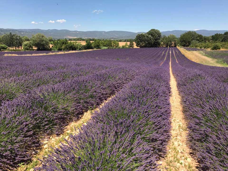 Wine and leisure tours by Mistral Tour: Lavenders in Roussillon, Vaucluse.